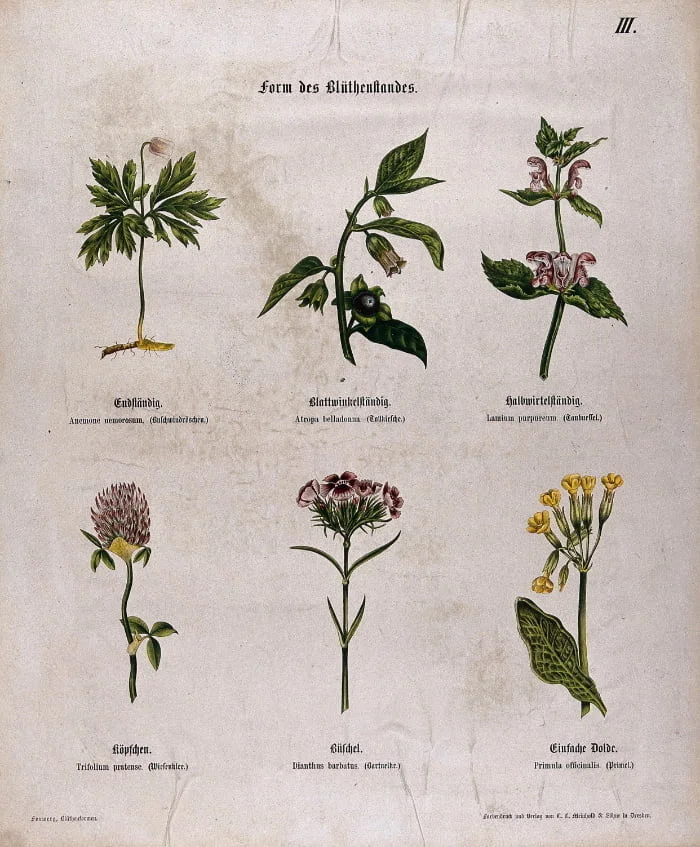 Plant Descriptions | Crosby Holme Grown