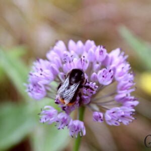 Allium cernuum - Nodding Onion