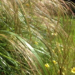Anemanthele lessoniana - Pheasant Tail Grass AGM