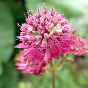 Astrantia - 'Hadspen Blood'