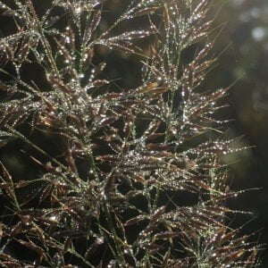 Calamagrostis brachytricha - Korean Feather Reed Grass AGM