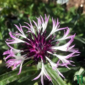 Centaurea montana '- Amethyst in Snow'