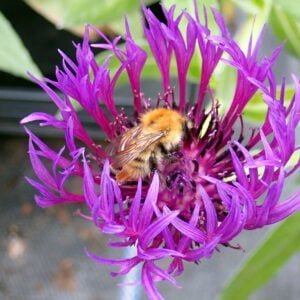 Centaurea - 'Jordy'