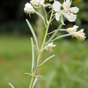 Chamaenerion angustifolium-  'Album'