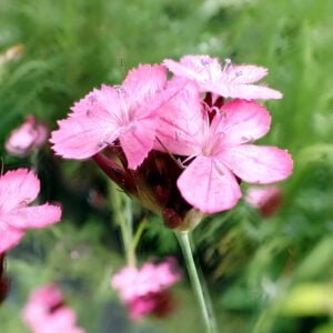Dianthus carthusianorum - German Pink