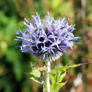 Echinops bannaticus - 'Blue Glow'