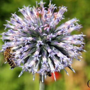 Echinops ritro - 'Veitch's Blue'