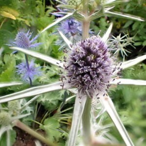 Eryngium variifolium - Variable-leaved Sea Holly