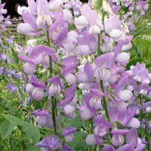Galega officinalis - Goats Rue