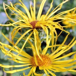 Inula helenium - Elecampane