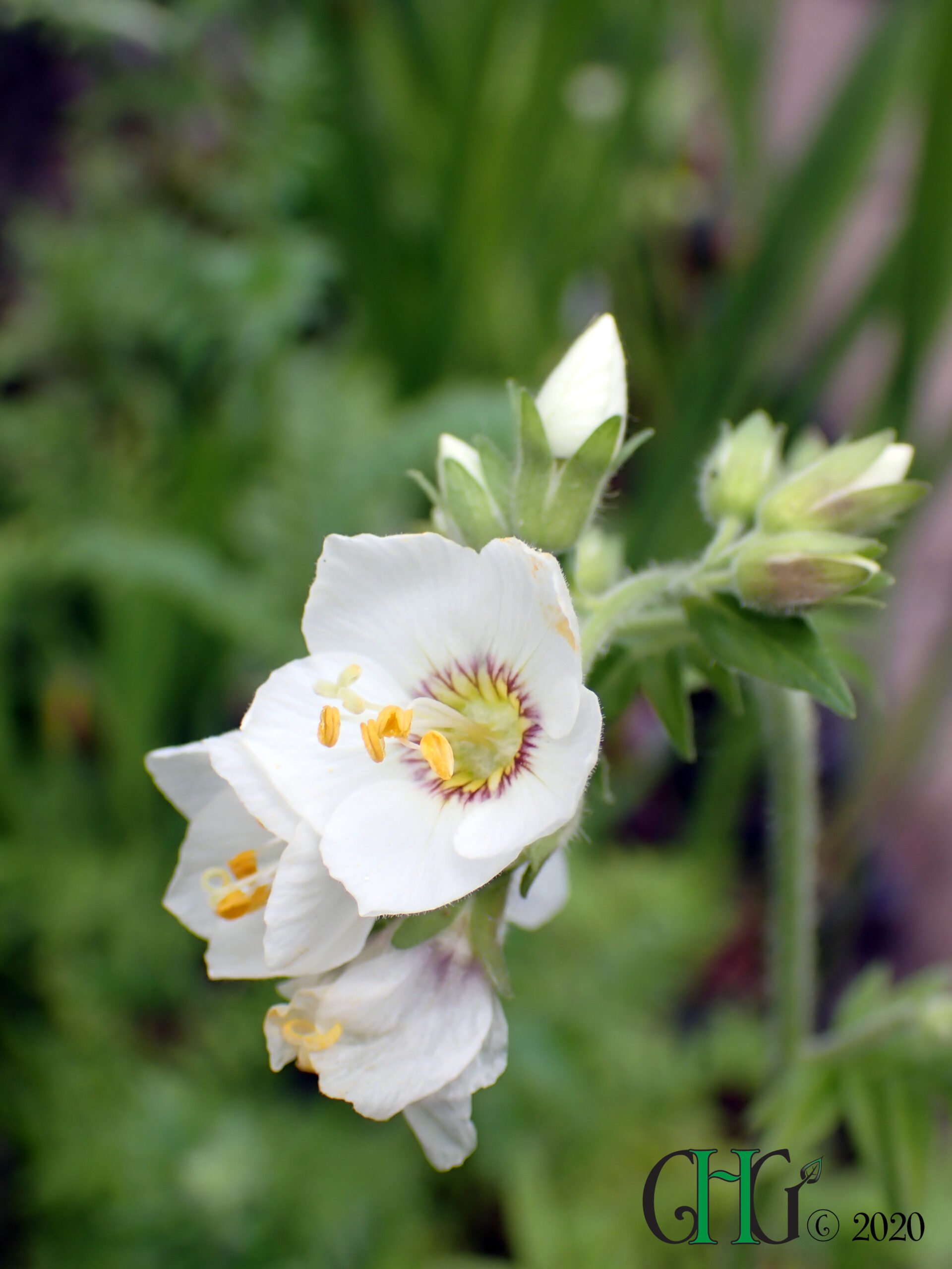 Polemonium foliosissimum - 'Cottage Cream'