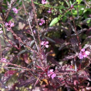 Verbena officinalis v. grandiflora - 'Bampton'
