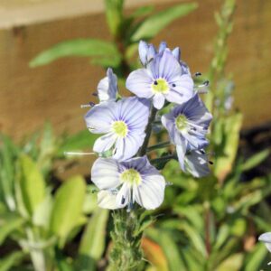 Veronica gentianoides - Gentian Speedwell
