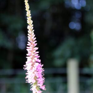 Veronica longifolia - 'Pink Shades'