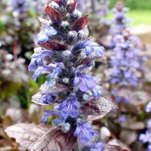 Ajuga reptans - 'Evening Glow'
