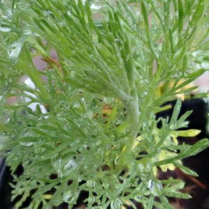 Artemisia abrotanum - Southernwood