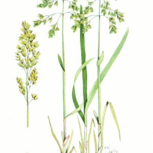 Hierochloe odorata - Sweet Grass