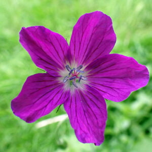 Geranium palustre - Marsh Cranesbill