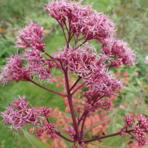 Eutrochium maculatum - 'Glutball'