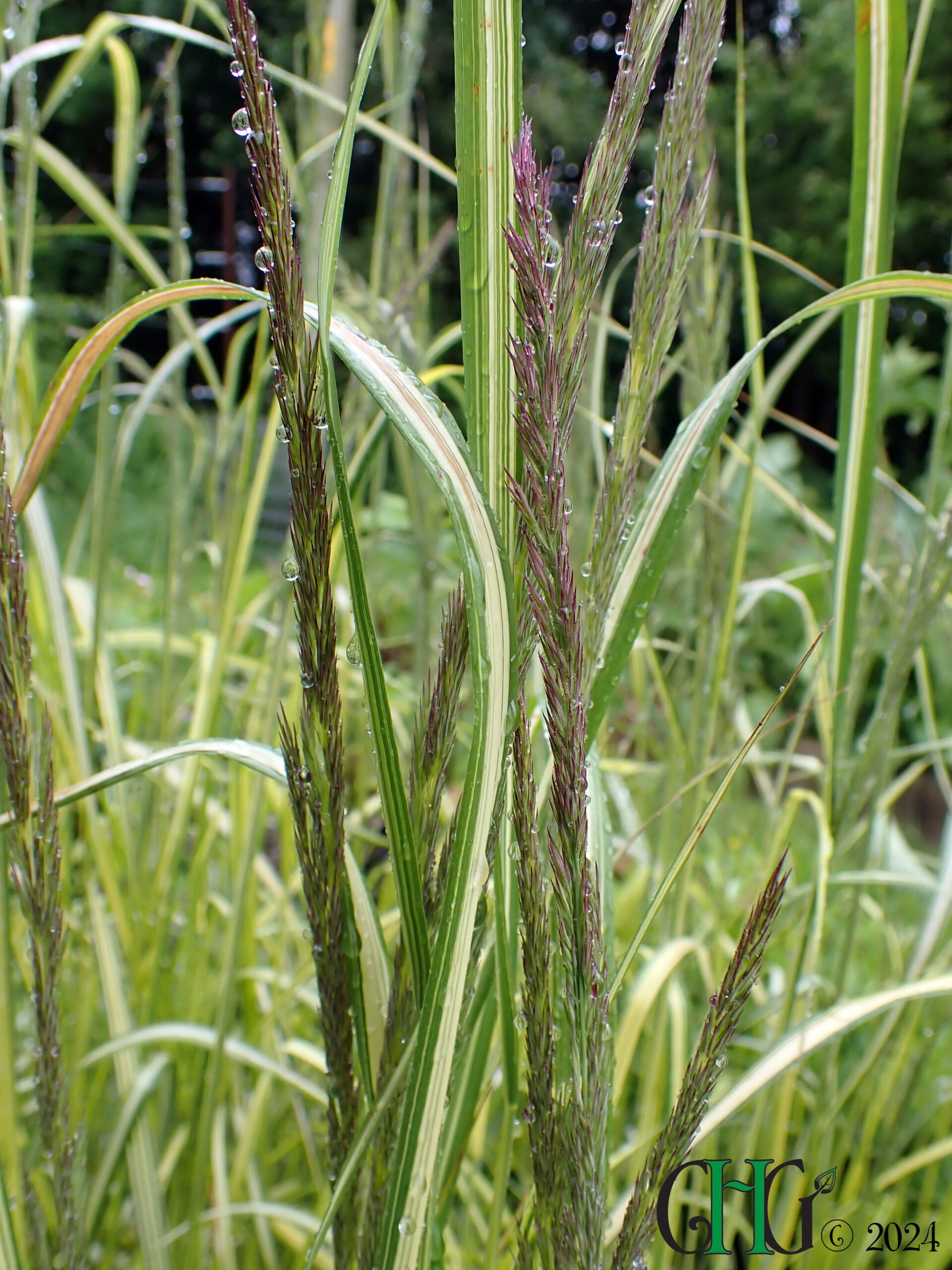 Calamagrostis x acutiflora – ‘England’ | Crosby Holme Grown