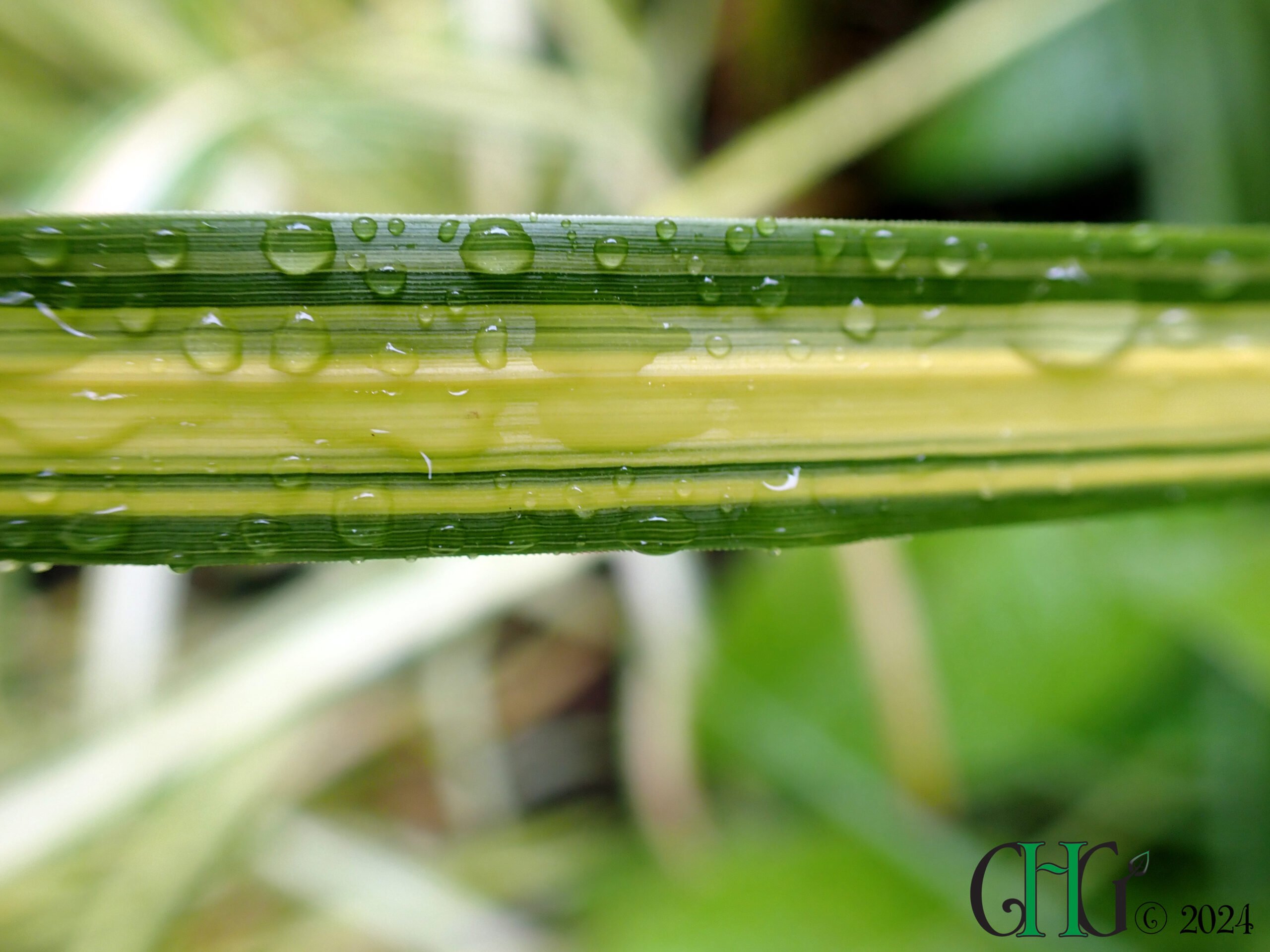 Calamagrostis x acutiflora – ‘England’ | Crosby Holme Grown