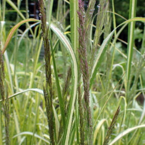 Calamagrostis x acutiflora - 'England'