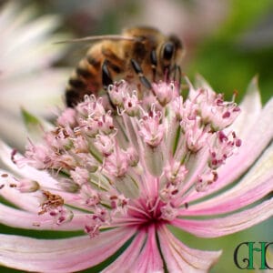 Astrantia major - 'Pink Sensation'