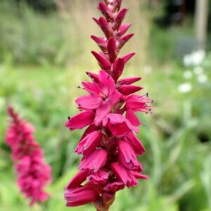 Bistorta amplexicaulis - 'Clent Charm'