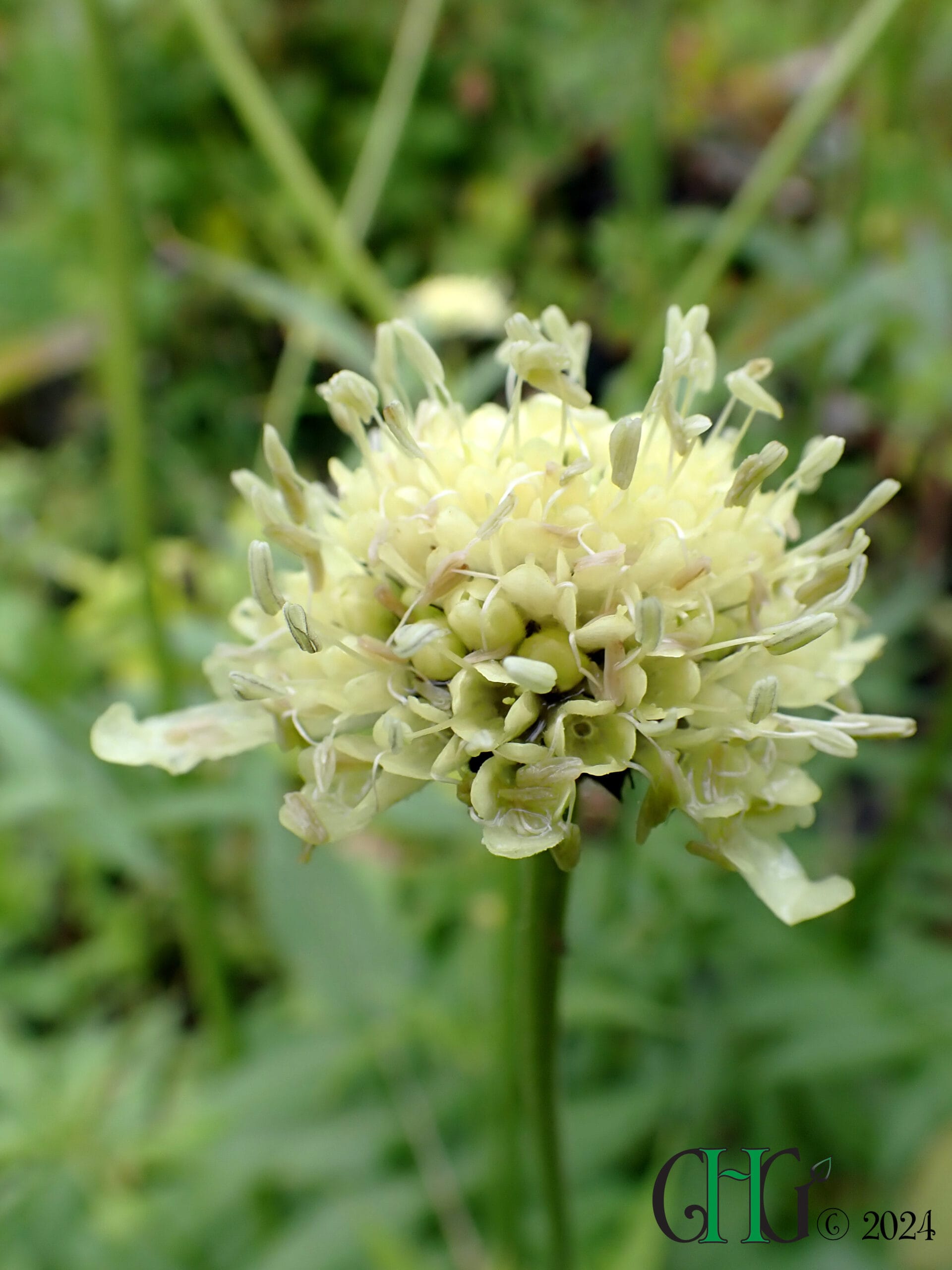 Cephalaria gigantea - Giant Scabious - Image 2