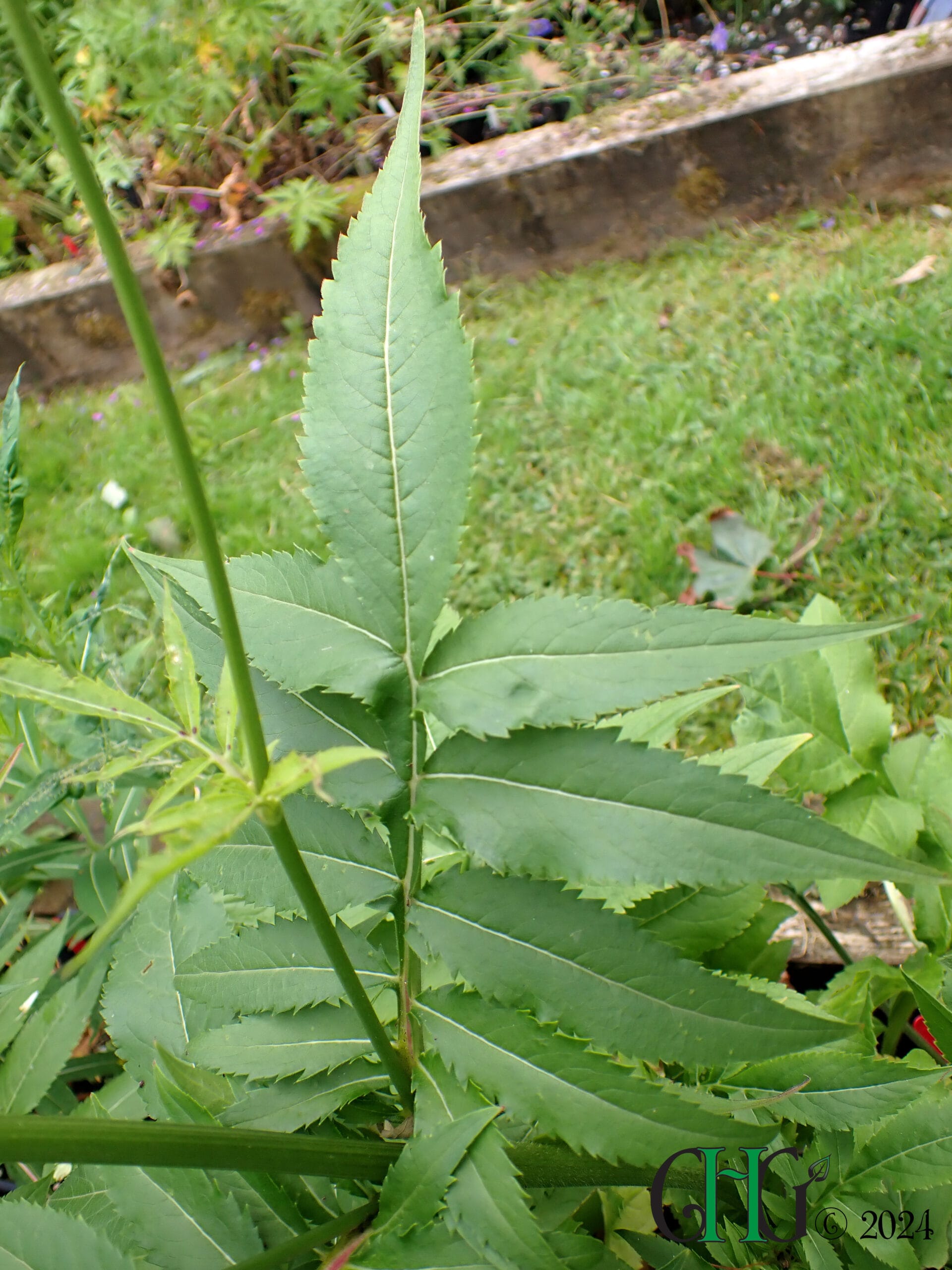 Cephalaria gigantea - Giant Scabious - Image 5