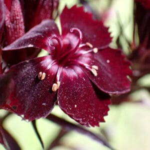 Dianthus barbatus - 'Monksilver Black' (p,a)