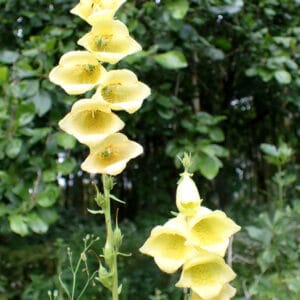 Digitalis grandiflora - Large Yellow Foxglove AGM