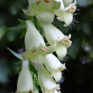 Digitalis viridiflora - Green Foxglove