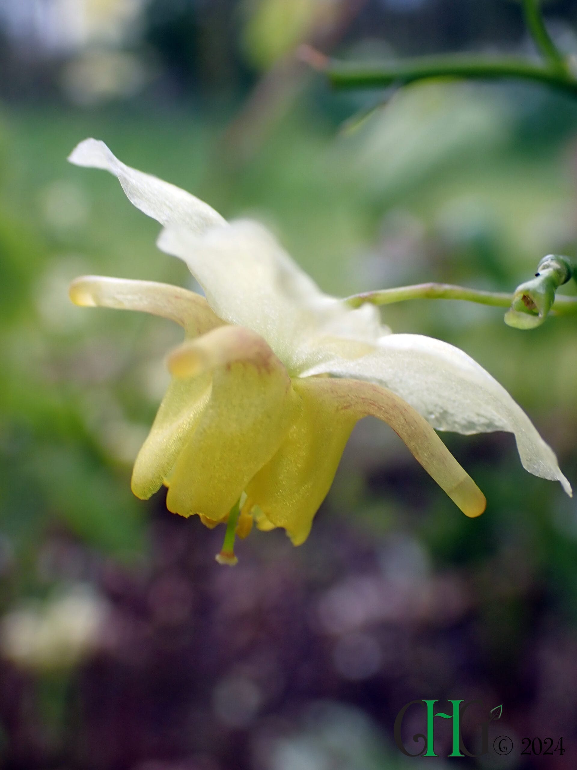 Epimedium x versicolor - 'Sulphureum' - Image 2