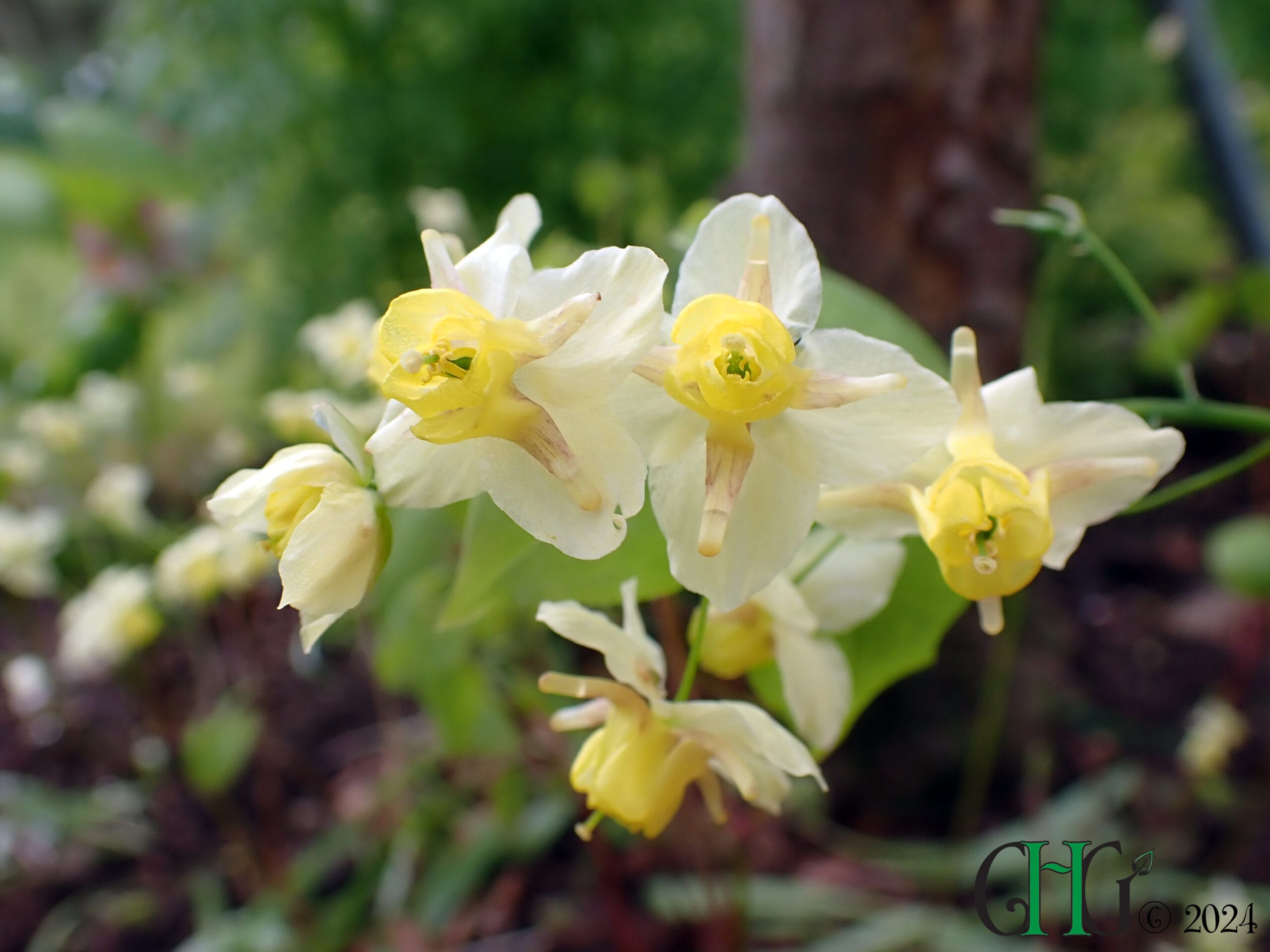 Epimedium x versicolor - 'Sulphureum' - Image 3