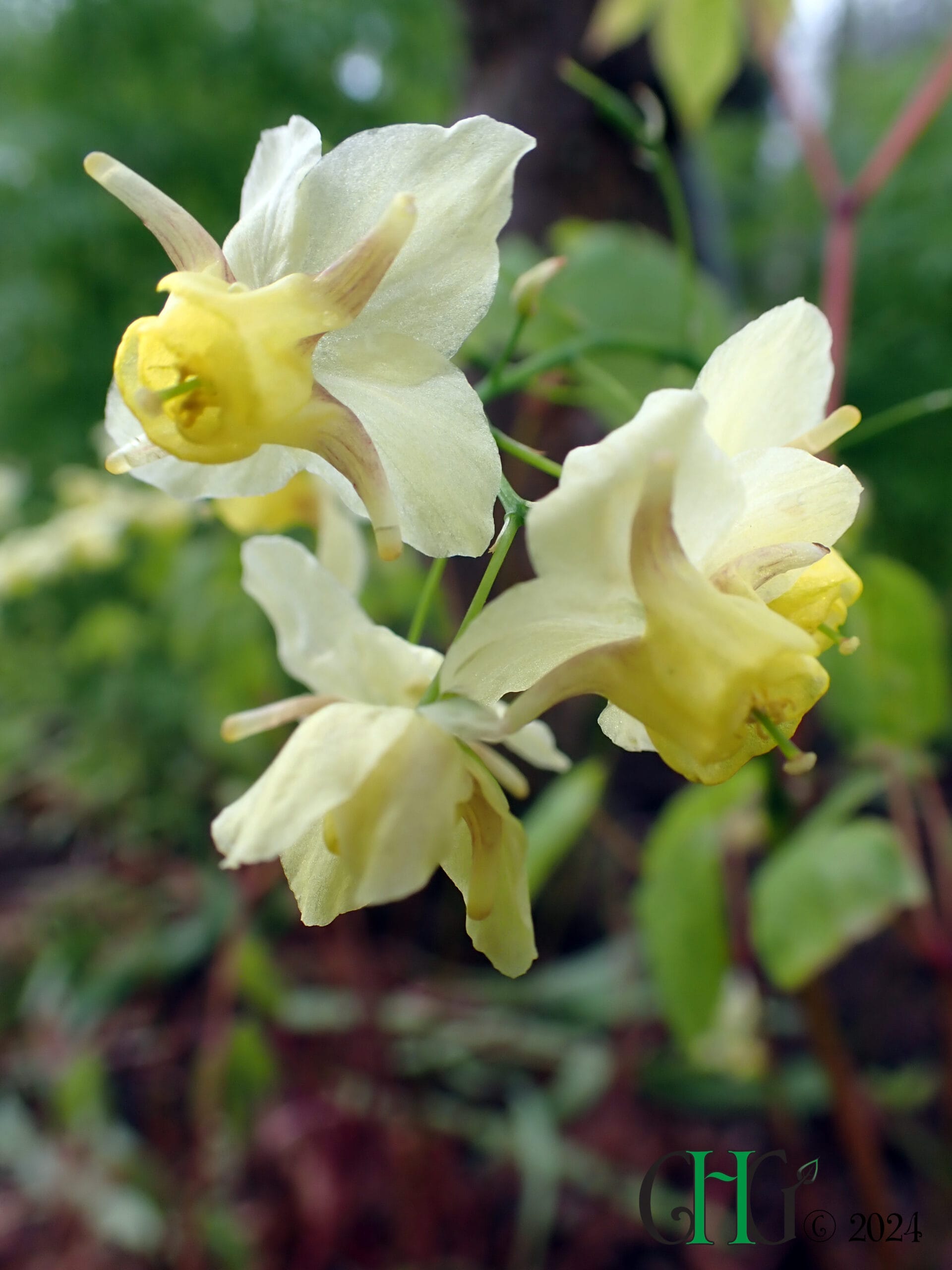Epimedium x versicolor - 'Sulphureum'