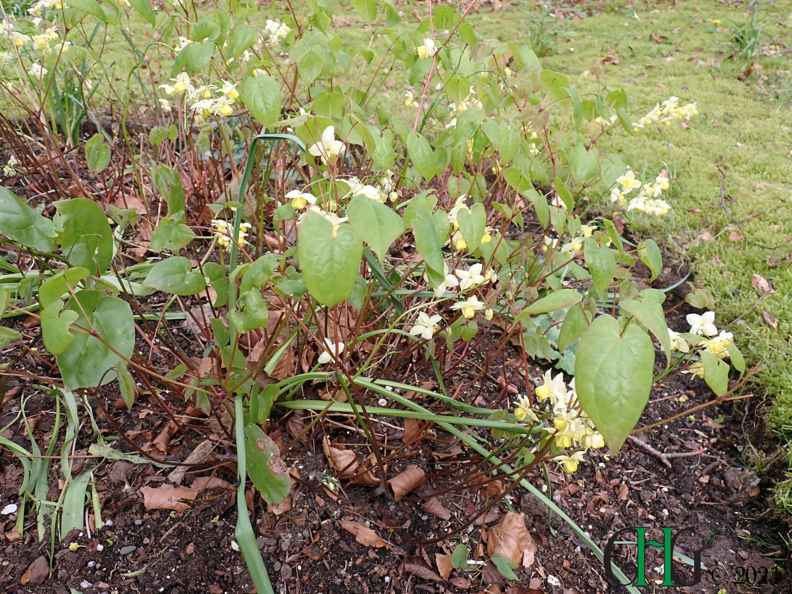 Epimedium x versicolor - 'Sulphureum' - Image 4