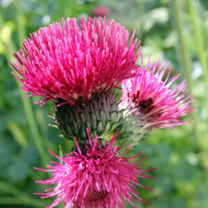 Cirsium rivulare 'Atropurpureum' AGM