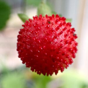 Duchesnea indica  - Mock Strawberry