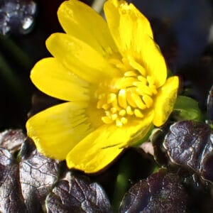 Ficaria verna 'Brazen Hussy'