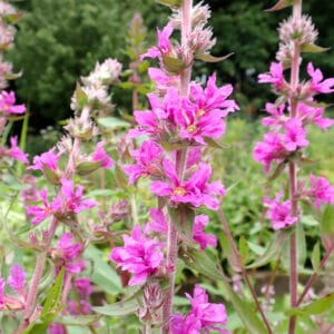 Lythrum salicaria 'The Beacon'