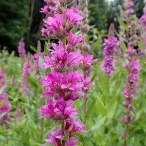 Lythrum virgatum 'Rosy Gem'