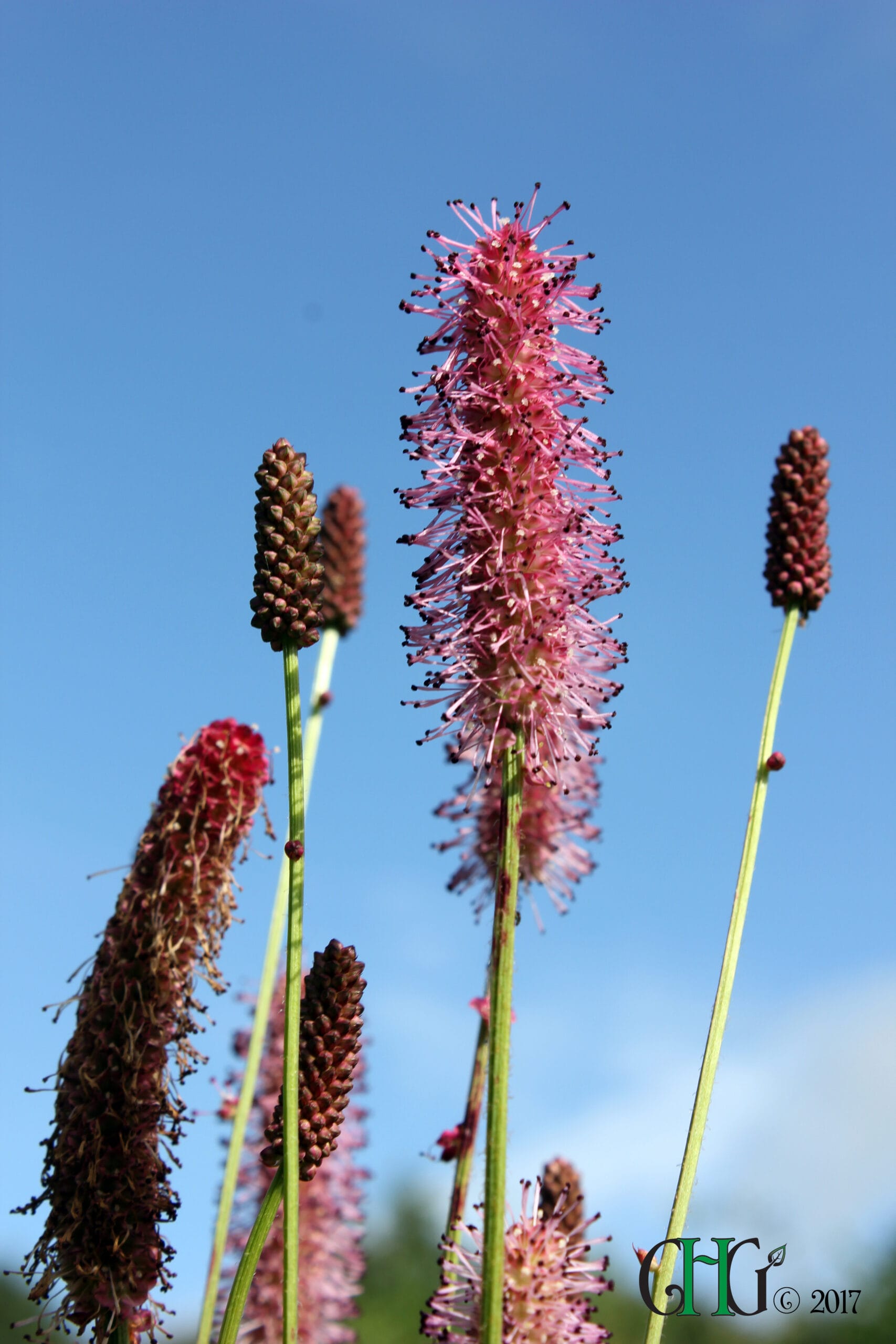 Sanguisorba 'Blackthorn'