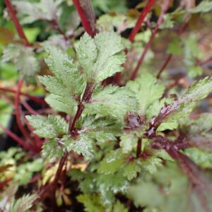 Artemisia lactiflora Guizhu Group  - White Mugwort