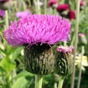Cirsium heterophyllum  - Melancholy Thistle