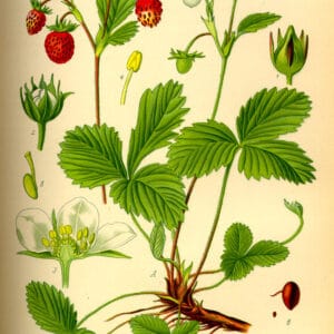 Fragaria vesca  - Wild Strawberry