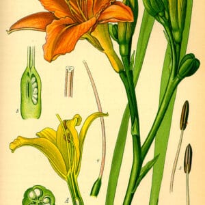 Hemerocallis - Kirkhaugh Pechy