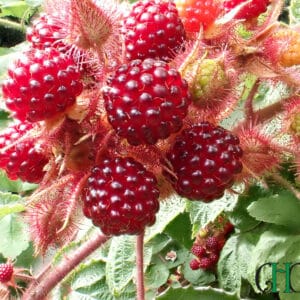 Rubus phoenicolasius  - Japanese Wineberry