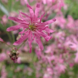 Lychnis flos-cuculi - Ragged Robin