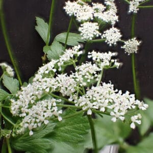 Ligusticum scoticum  - Scots Lovage